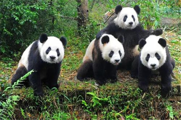大熊貓為什么是國寶的原因？為什么大家稱(chēng)大熊貓為國寶