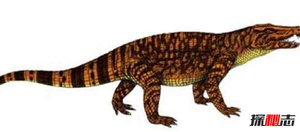 10大最奇特滅絕物種 第九長(cháng)達三米,第一致死高手(附圖)