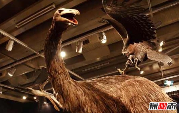 10大最奇特滅絕物種 第九長(cháng)達三米,第一致死高手(附圖)