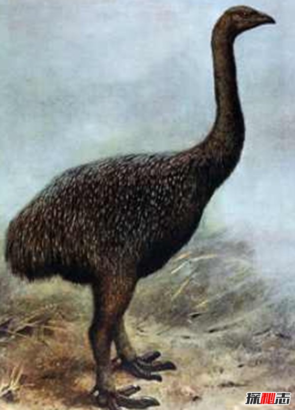 10大最奇特滅絕物種 第九長(cháng)達三米,第一致死高手(附圖)