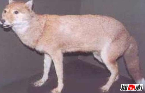 10大最奇特滅絕物種 第九長(cháng)達三米,第一致死高手(附圖)