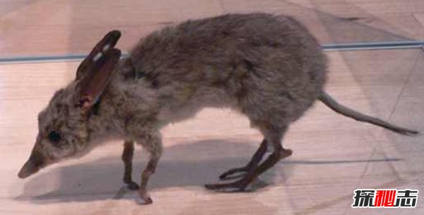 10大最奇特滅絕物種 第九長(cháng)達三米,第一致死高手(附圖)