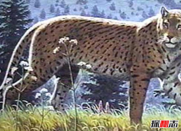 10大最奇特滅絕物種 第九長(cháng)達三米,第一致死高手(附圖)