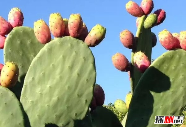 大部分人沒(méi)見(jiàn)過(guò)的蔬菜?盤(pán)點(diǎn)世界十大鮮為人知的蔬菜