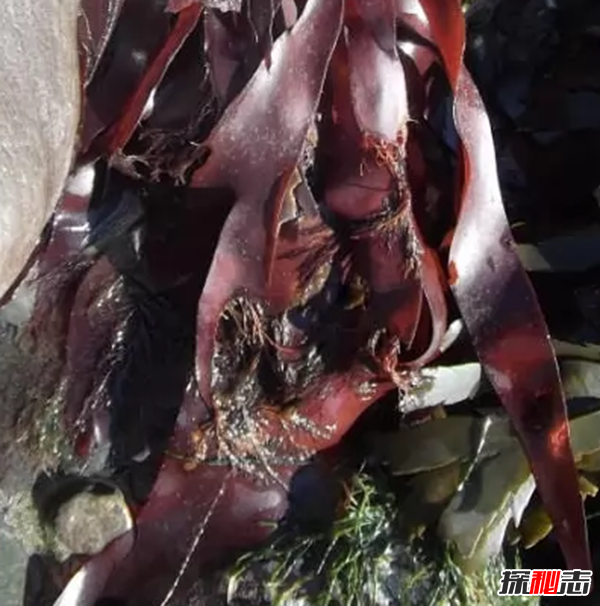 大部分人沒(méi)見(jiàn)過(guò)的蔬菜?盤(pán)點(diǎn)世界十大鮮為人知的蔬菜