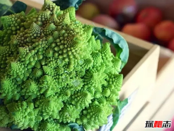 大部分人沒(méi)見(jiàn)過(guò)的蔬菜?盤(pán)點(diǎn)世界十大鮮為人知的蔬菜