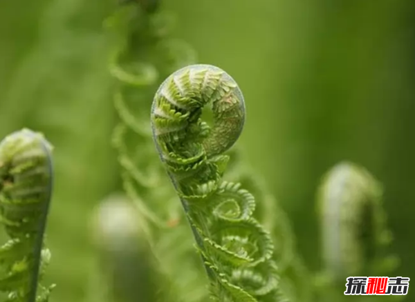 大部分人沒(méi)見(jiàn)過(guò)的蔬菜?盤(pán)點(diǎn)世界十大鮮為人知的蔬菜