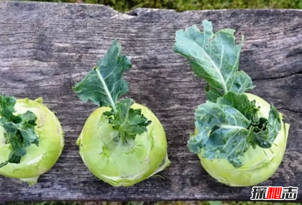 大部分人沒(méi)見(jiàn)過(guò)的蔬菜?盤(pán)點(diǎn)世界十大鮮為人知的蔬菜