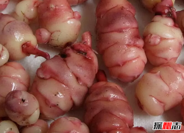 大部分人沒(méi)見(jiàn)過(guò)的蔬菜?盤(pán)點(diǎn)世界十大鮮為人知的蔬菜