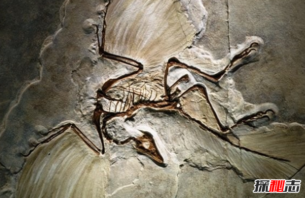 地球還存在史前生物嗎?世界十大無(wú)害的史前生物