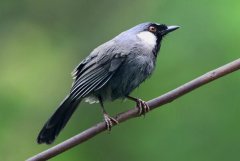 黑喉噪鹛：中國(guó)著名籠養(yǎng)鳥(niǎo)，群體性強(qiáng)