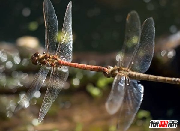 動(dòng)物里有基佬嗎?盤(pán)點(diǎn)世界10大同性戀動(dòng)物(驚訝不已)