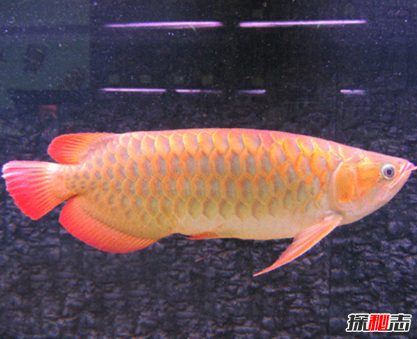 活到現在的遠古魚(yú)類(lèi)?盤(pán)點(diǎn)世界上十大古老魚(yú)(附圖)