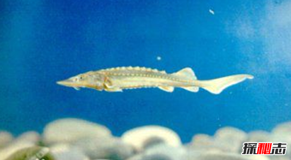 活到現在的遠古魚(yú)類(lèi)?盤(pán)點(diǎn)世界上十大古老魚(yú)(附圖)