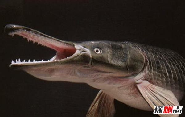 活到現在的遠古魚(yú)類(lèi)?盤(pán)點(diǎn)世界上十大古老魚(yú)(附圖)