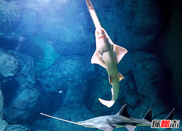 活到現在的遠古魚(yú)類(lèi)?盤(pán)點(diǎn)世界上十大古老魚(yú)(附圖)