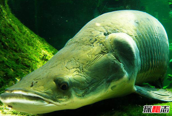 活到現在的遠古魚(yú)類(lèi)?盤(pán)點(diǎn)世界上十大古老魚(yú)(附圖)