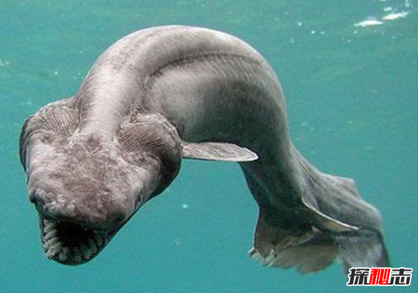 活到現在的遠古魚(yú)類(lèi)?盤(pán)點(diǎn)世界上十大古老魚(yú)(附圖)