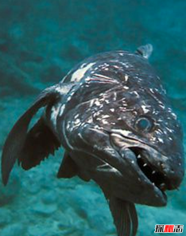 活到現在的遠古魚(yú)類(lèi)?盤(pán)點(diǎn)世界上十大古老魚(yú)(附圖)