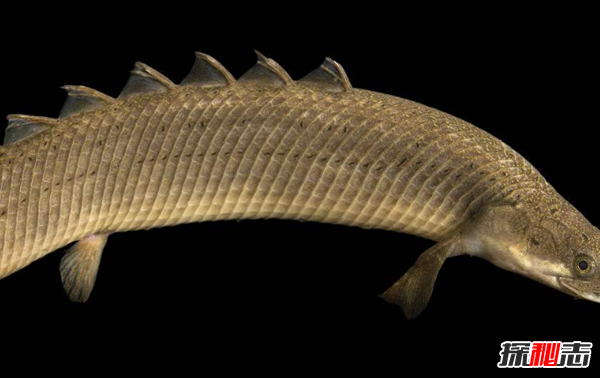活到現在的遠古魚(yú)類(lèi)?盤(pán)點(diǎn)世界上十大古老魚(yú)(附圖)