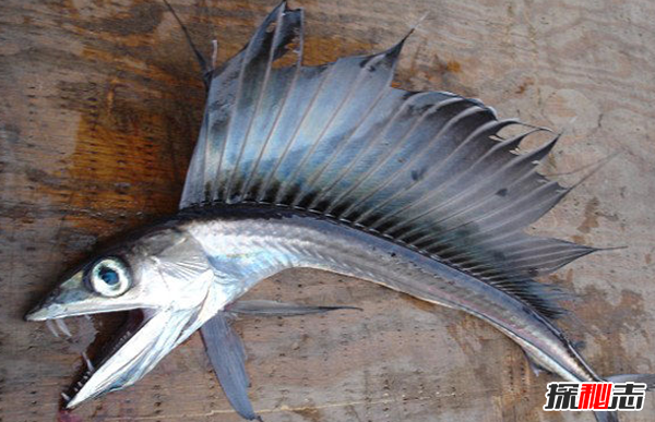 活到現在的遠古魚(yú)類(lèi)?盤(pán)點(diǎn)世界上十大古老魚(yú)(附圖)