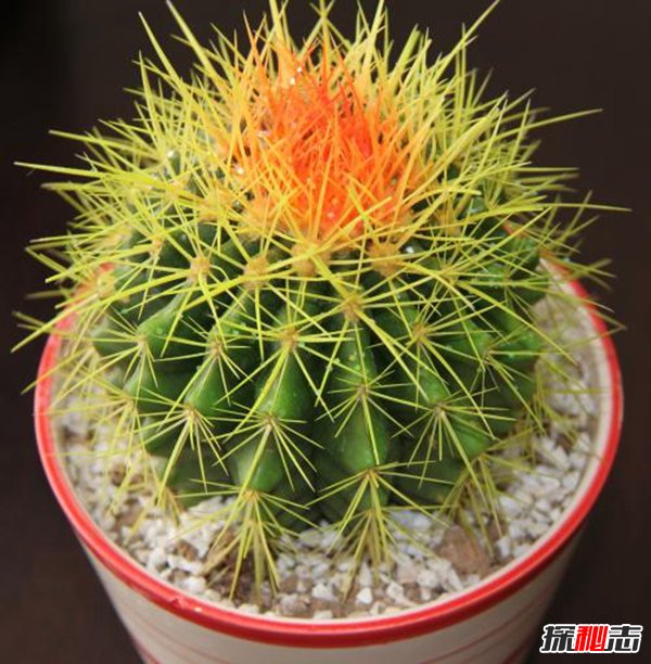 家有10種東西必破財,揭秘家里一定不能放的東西