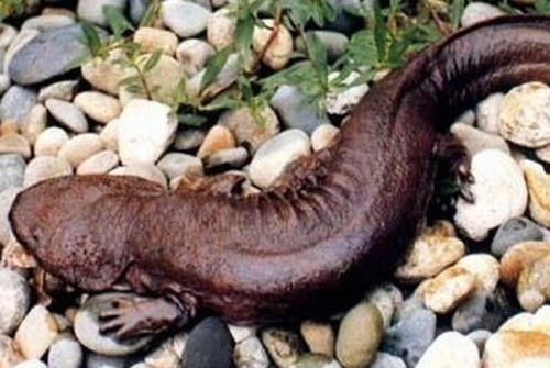 娃娃魚(yú)，學(xué)名叫大鯢,又叫作人魚(yú)