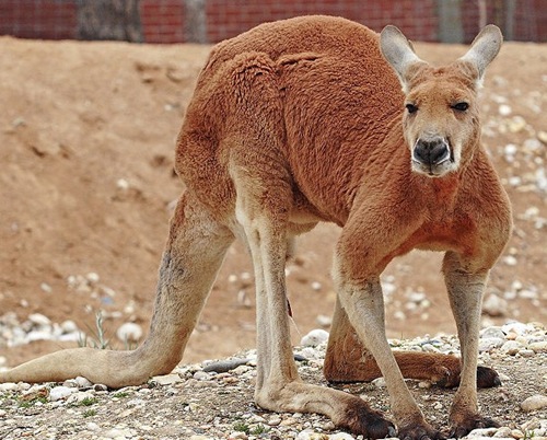 紅大袋鼠(Macropus rufus