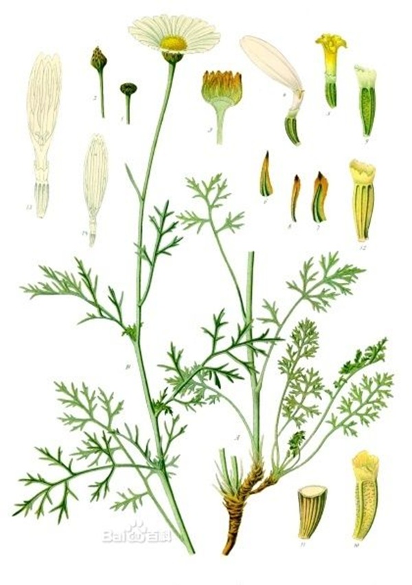 除蟲(chóng)菊 最著(zhù)名的滅蟲(chóng)植物