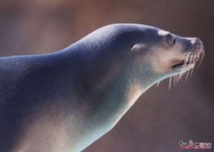 海獺
