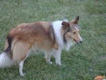 喜樂(lè )蒂犬(謝德蘭牧羊犬)