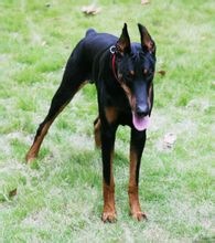 杜賓犬
