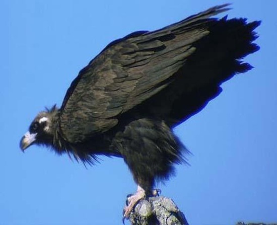 禿鷲英文名叫Cinereous Vulture，又名禿鷹 狗頭雕 狗頭鷲 座山雕