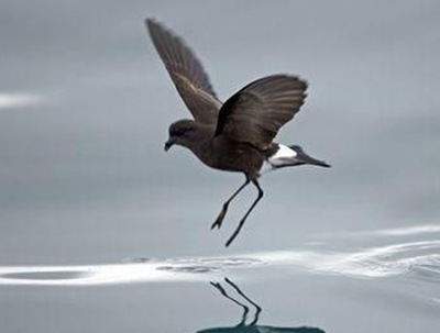 黃蹼洋海燕