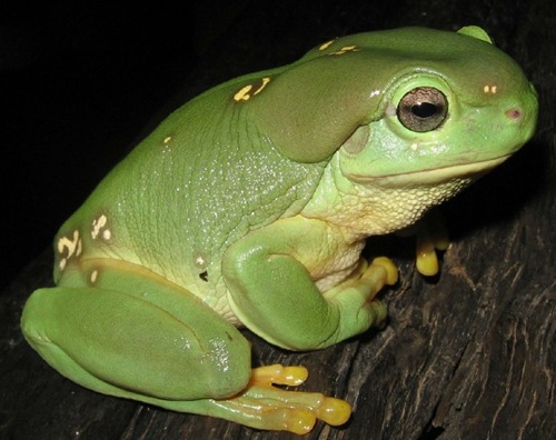 大雨蛙,學(xué)名叫作:Litoria splendidais